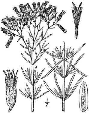 Archivo:Eupatorium hyssopifolium L. Hyssopleaf thoroughwortf