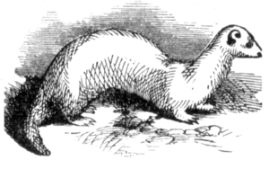 Archivo:Ferret