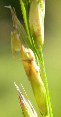 Archivo:Festuca arundinacea miellat