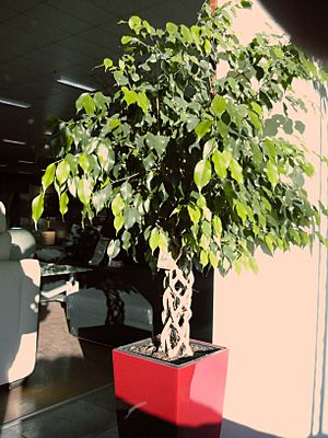 Archivo:Ficus-benjamina