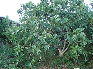 Archivo:Ficus carica o higuera
