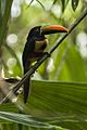 Fiery-billed Aracari - Rio Tigre - Costa Rica MG 8926 (26651299026)