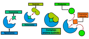 Archivo:Gráfico de Coenzima
