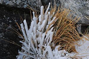 Archivo:Grass at top of Champaquí after snow storm