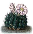 Gymnocalycium mostii BlKakteenT93