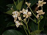 Archivo:Hernandia moerenhoutiana subsp. campanulata 1