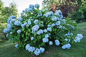 Archivo:Hortensie, blau