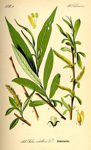 Archivo:Illustration Salix alba0