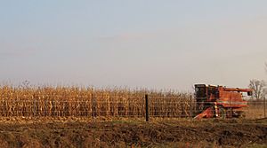 Archivo:Iowa harvest 2009
