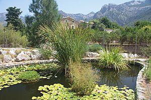 Archivo:Jardí Botànic de Sóller IMG 4693