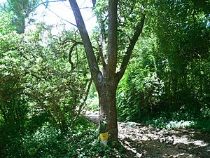 Archivo:Juniperus depeana