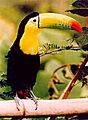 Keel billed toucan