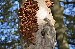 Archivo:Large group of Inonotus cuticularis (Clustered bracket mushroom or Dunne weerschijnzwam) at a still living beech at Schaarsbergen. They appear always at beeches and are common in this region. - panoramio