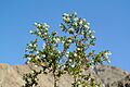 Larrea tridentata Anza-Borrego