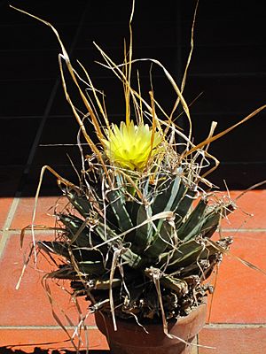 Archivo:Leuchtenbergia principis 5