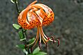 Lilium lancifolium 7757