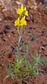 Linaria oligantha57