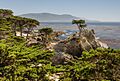 Lone Cypress 17-Mile Drive 2013