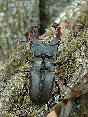 Archivo:Lucanus cervus