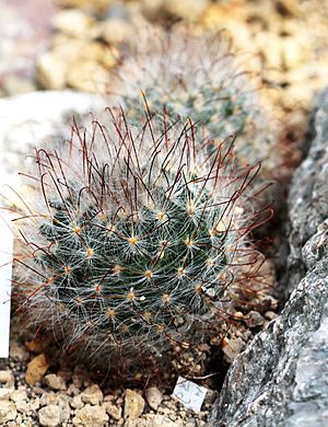 Archivo:Mammillaria guelzowiana Prague 2011 1