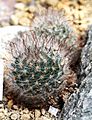 Mammillaria guelzowiana Prague 2011 1
