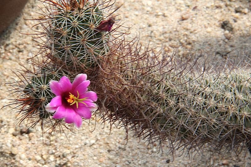 Mammillaria pottsii pm