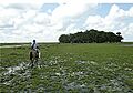 Man made island in llanos de moxos