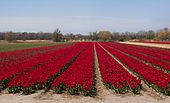 Noordwijkerhout, veld met tulpen aan de Oosterduinen IMG 9032 2021-04-27 13.43