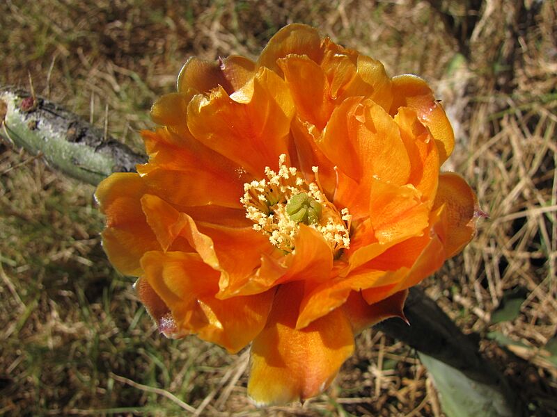 Opuntia lasiacantha (9273147402)