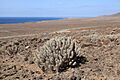 Pájara - Carretera Punto de Jandía - Euphorbia handiensis 16 ies