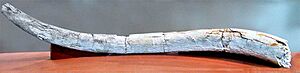 Archivo:Palaeoxodon antiquus