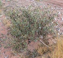 Archivo:Palafoxia arida var arida 1