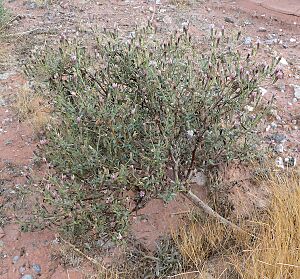 Archivo:Palafoxia arida var arida 1