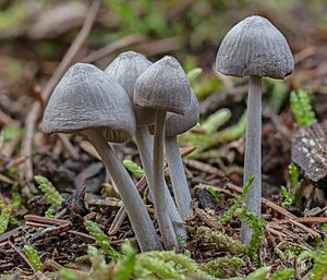 Archivo:Panaeolus papilionaceus, Hartelholz, Múnich, Alemania, 2020-11-29, DD 001-055 FS