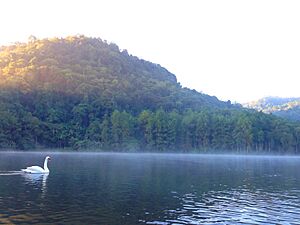 Archivo:Pang Ung (Pang Oong) - Swan with fog