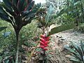 Parque Caicedonia