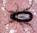 Phyllophaga spPCCP20040419-4076A2