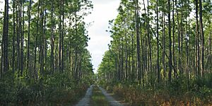Archivo:Pinus caribaea var. bahamensis forest2