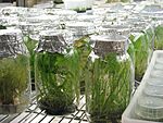 Archivo:Plant Tissue Culture Lab - Atlanta Botanical Garden