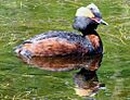 Podiceps auritus1