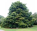 Podocarpus latifolius - Cape Town - 3