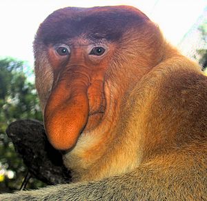 Archivo:Portrait of a Proboscis Monkey