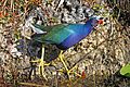 Purple Gallinule - Porphyrio martinicus, Everglades National Park, Homestead, Florida - 01