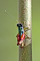 Rainbow grasshopper (Taeniophora valleana)