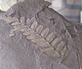 Reticulopteris muensteri