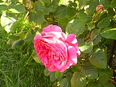 Rosa 'Chartreuse de Parme' Delbard RPO