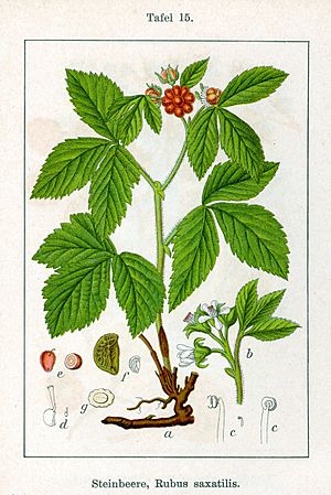 Archivo:Rubus saxatilis Sturm15
