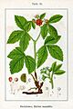 Rubus saxatilis Sturm15