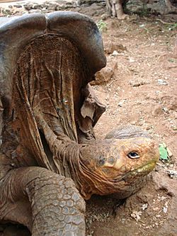 Saddleback Tortoise In Galapagos Islands.jpg