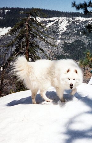 Archivo:Samoyed on snow
